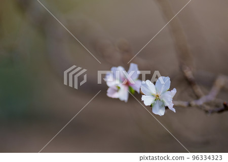 Winter cherry blossoms secretly blooming 96334323