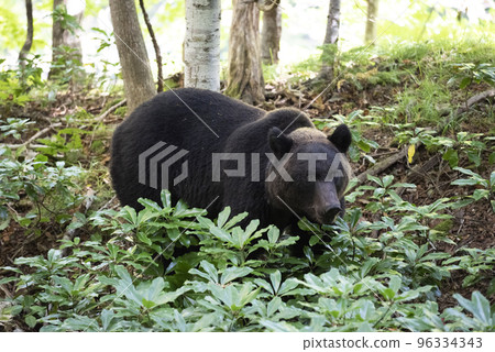 Brown bear looking for acorns Brown bear looking for acorns 96334343