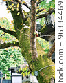 Moss 96334469