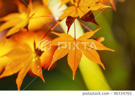 Zenrinji（Eikando）的秋葉在京都Sakyo-ku照亮 96334765