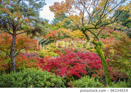秋天的東福寺，鮮豔的秋葉，京都府京都市 96334859