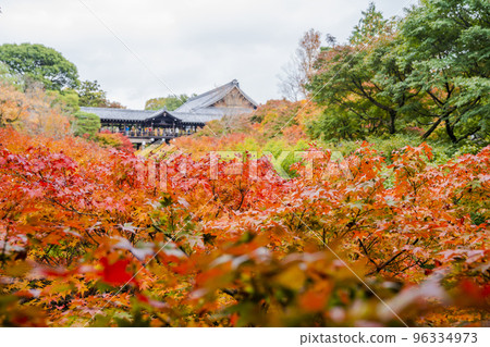 京都府京都市秋天的東福寺、紅葉和通天橋 96334973