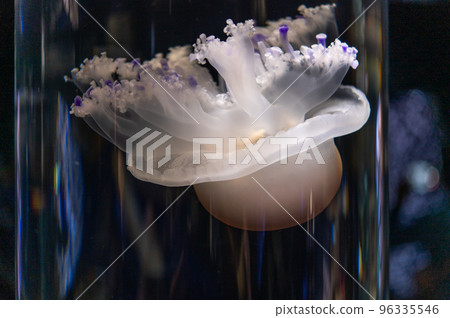 水母普卡普卡 水母普卡普卡 96335546
