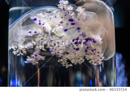 Jellyfish pukapuka Jellyfish pukapuka 96335554