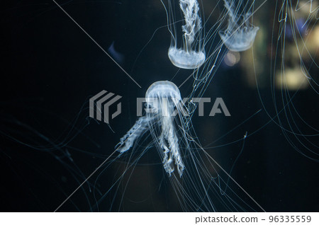 水母普卡普卡 水母普卡普卡 96335559