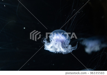 水母普卡普卡 水母普卡普卡 96335583