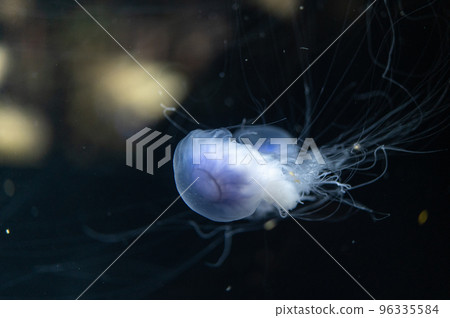 水母普卡普卡 96335584