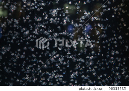 水母普卡普卡 水母普卡普卡 96335585