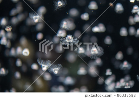 Jellyfish pukapuka 96335588