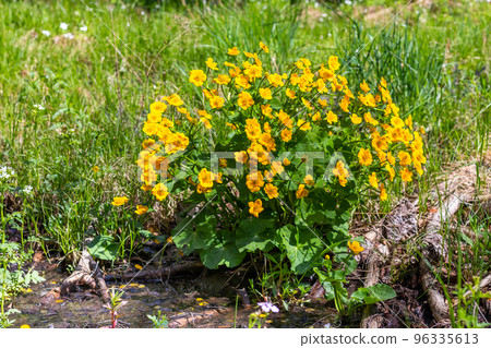 Caltha palustris - flowering plant with yellow flowers 96335613