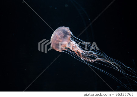 Jellyfish pukapuka Jellyfish pukapuka 96335765
