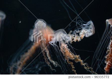 Jellyfish pukapuka Jellyfish pukapuka 96335772