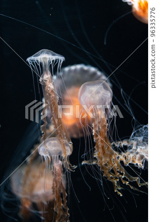 Jellyfish pukapuka 96335776