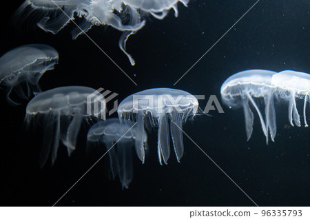 水母普卡普卡 水母普卡普卡 96335793