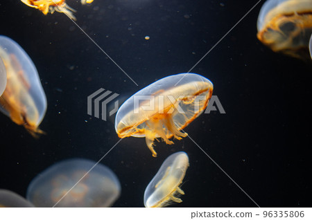 水母普卡普卡 水母普卡普卡 96335806