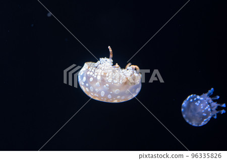 Jellyfish pukapuka 96335826