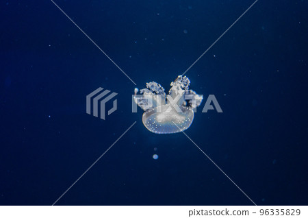 水母普卡普卡 水母普卡普卡 96335829
