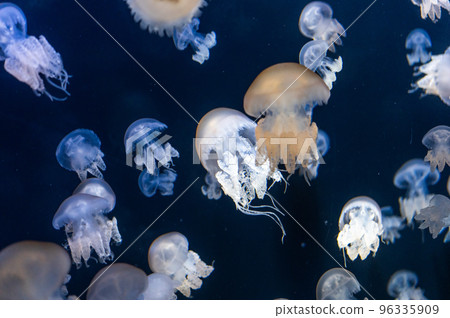 Jellyfish pukapuka Jellyfish pukapuka 96335909