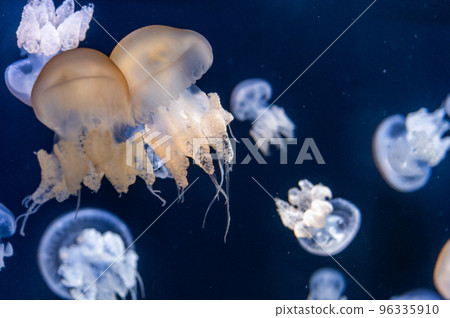 Jellyfish pukapuka Jellyfish pukapuka 96335910
