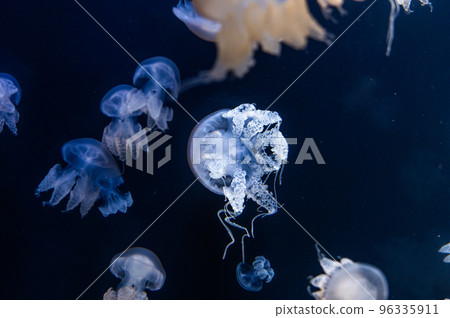 Jellyfish pukapuka Jellyfish pukapuka 96335911