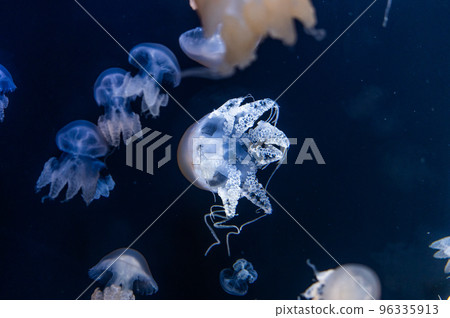 Jellyfish pukapuka 96335913
