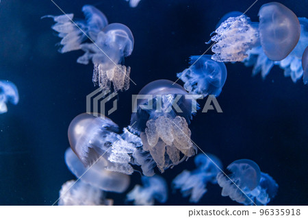 水母普卡普卡 水母普卡普卡 96335918