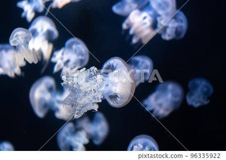 Jellyfish pukapuka 96335922