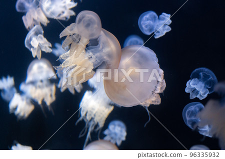 水母普卡普卡 96335932