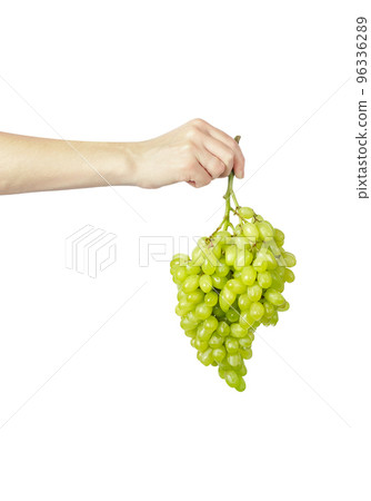 A bunch of grapes in a hand isolated on a white background. The hand holds a bunch of grapes. A bunch of grapes in a hand isolated on a white background. The hand holds a bunch of grapes. 96336289