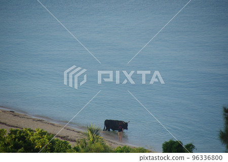 Water buffalo at Uza Beach, Okinawa Water buffalo at Uza Beach, Okinawa 96336800