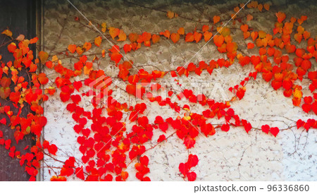 Scenery of autumnal leaves of ivy plant sticking to the wall of the building Scenery of autumnal leaves of ivy plant sticking to the wall of the building 96336860