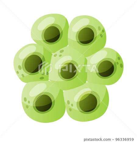 Green Eggs of Frog or Frogspawn Cluster Vector Illustration 96336959