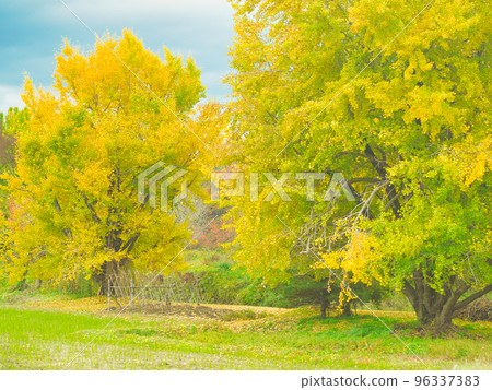 Gosen City Golden Village Ginkgo Gosen City Golden Village Ginkgo 96337383