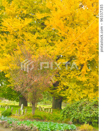 Gosen City Golden Village Ginkgo Gosen City Golden Village Ginkgo 96337385