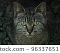 貓看著相機 96337651