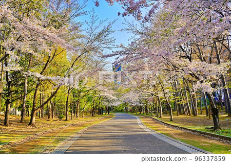北海道札幌中島公園的櫻花樹 北海道札幌中島公園的櫻花樹 96337859