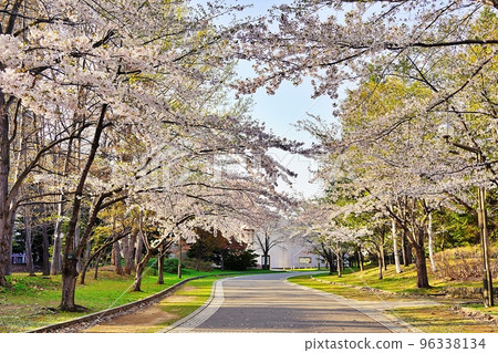北海道札幌中島公園的櫻花樹 96338134