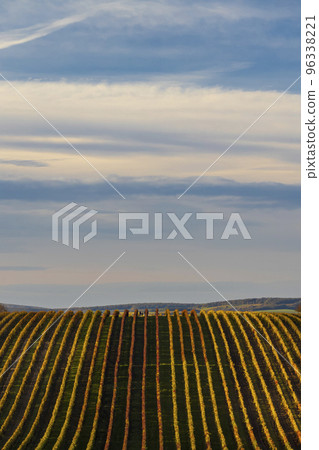 Autumn vineyard near Velke Bilovice, Southern Moravia, Czech Republic 96338221