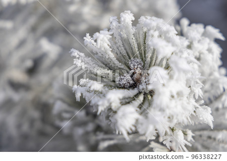 winter detail of frozen mountain pine winter detail of frozen mountain pine 96338227