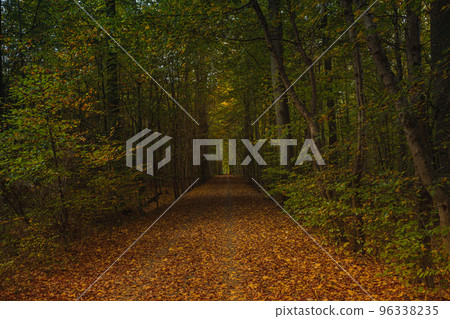 Forest trees with sidewalk of fallen leaves in the Autumn Forest trees with sidewalk of fallen leaves in the Autumn 96338235