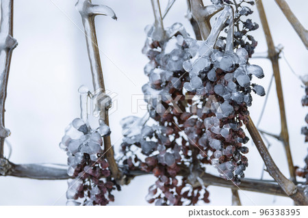 Grapes left for production of ice wine, Southern Moravia, Czech Republic Grapes left for production of ice wine, Southern Moravia, Czech Republic 96338395