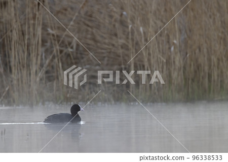 Black coot (Fulica atra, Fulica prior), Southern Bohemia, Czech Republic Black coot (Fulica atra, Fulica prior), Southern Bohemia, Czech Republic 96338533