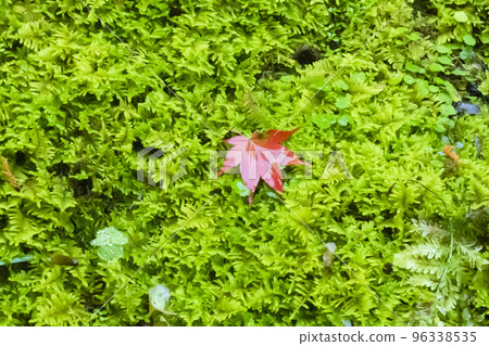 Fallen red maple leaves on green moss Fallen red maple leaves on green moss 96338535