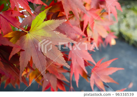 為秋天增添色彩的鮮紅楓葉 為秋天增添色彩的鮮紅楓葉 96338539
