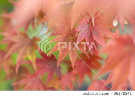 為秋天增添色彩的鮮紅楓葉 為秋天增添色彩的鮮紅楓葉 96338541
