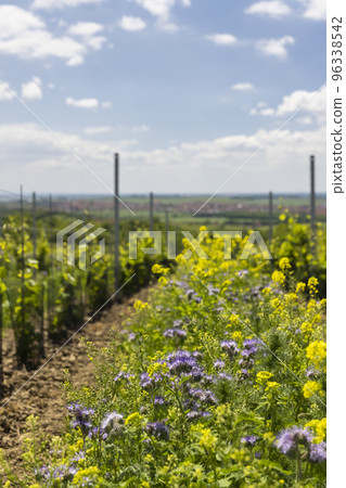 Floral spacing in organic vineyard, Southern Moravia, Czech Republic Floral spacing in organic vineyard, Southern Moravia, Czech Republic 96338542