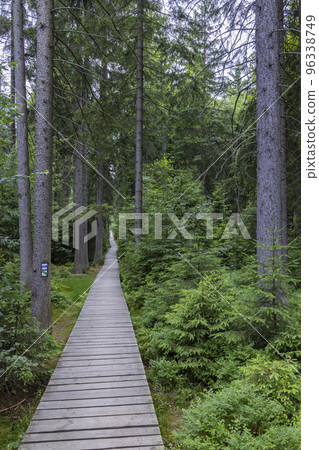 pathway to Velke Mechove Jezirko, Jeseniky Mountains, Czech Republic 96338749