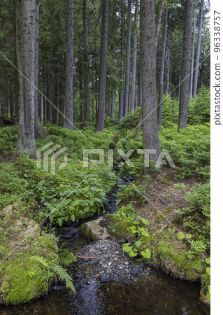 forest with stream in Jeseniky Mountains, Czech Republic 96338757