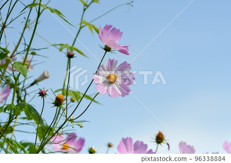 Cosmos in blue sky 96338884