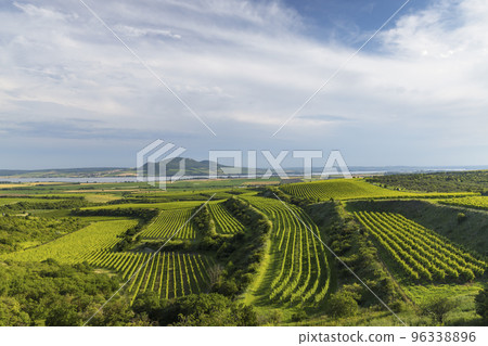 Vineyards near Nove Mlyny reservoir with Palava, Southern Moravia, Czech Republic Vineyards near Nove Mlyny reservoir with Palava, Southern Moravia, Czech Republic 96338896